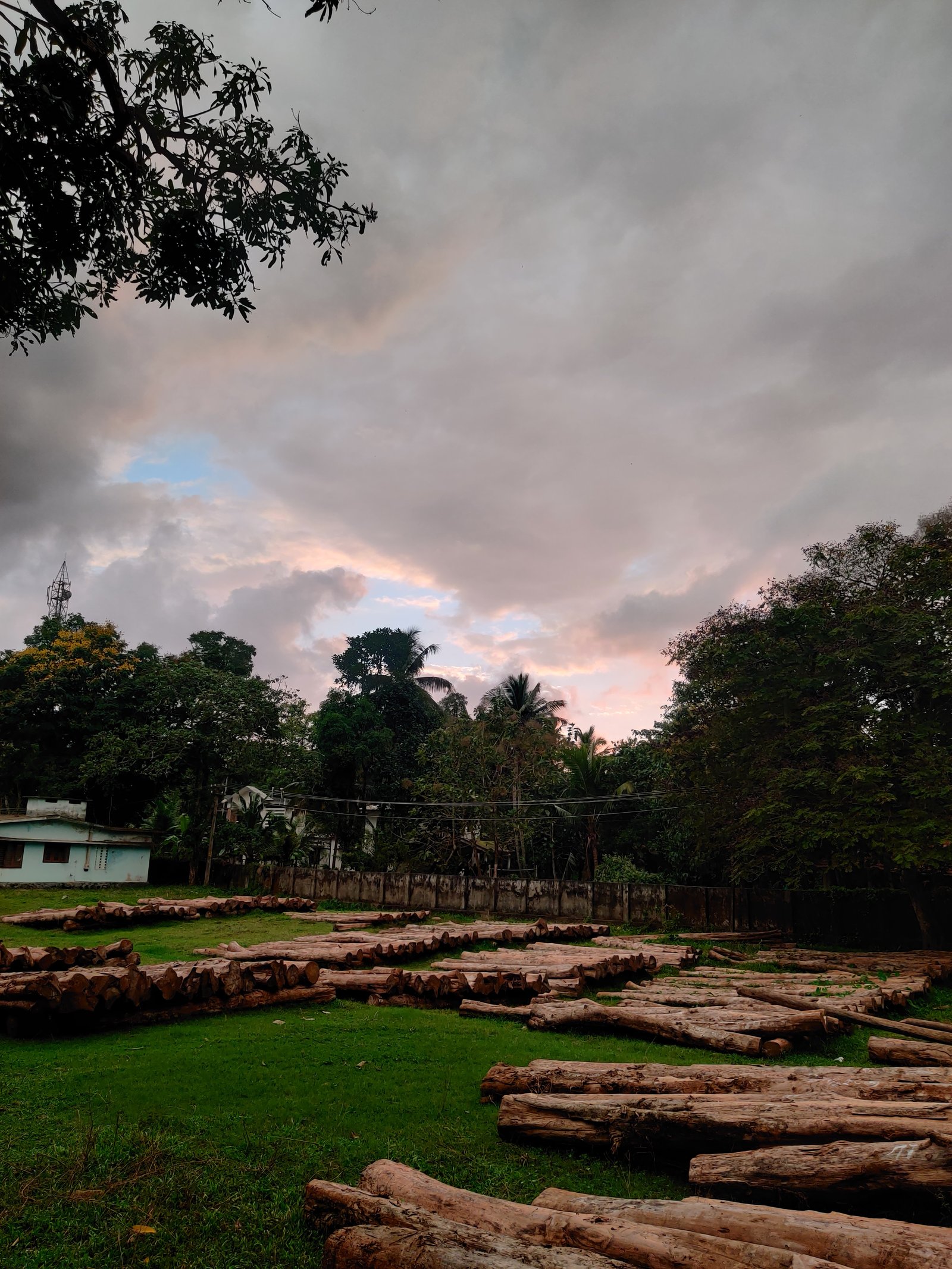 Kerala Forest