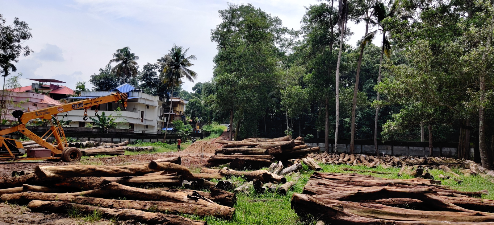 Grainarch Kerala log yard — old-growth Tectona grandis teak from Kerala Forest Department auctions, graded and awaiting milling, Kerala, India