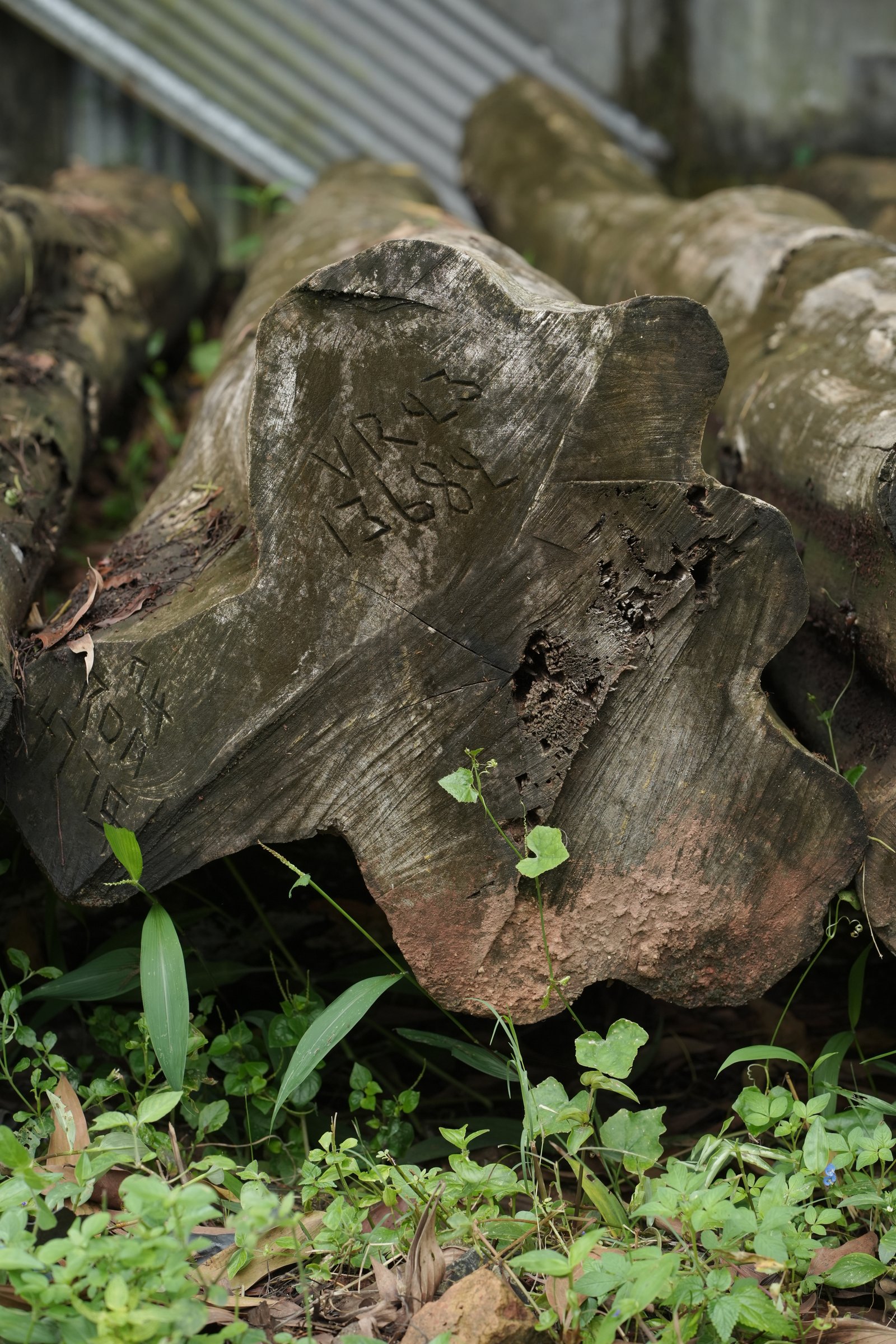 Kerala Forest Department auction stamps on old-growth teak logs at Grainarch yard — government-issued provenance at origin, Kerala India